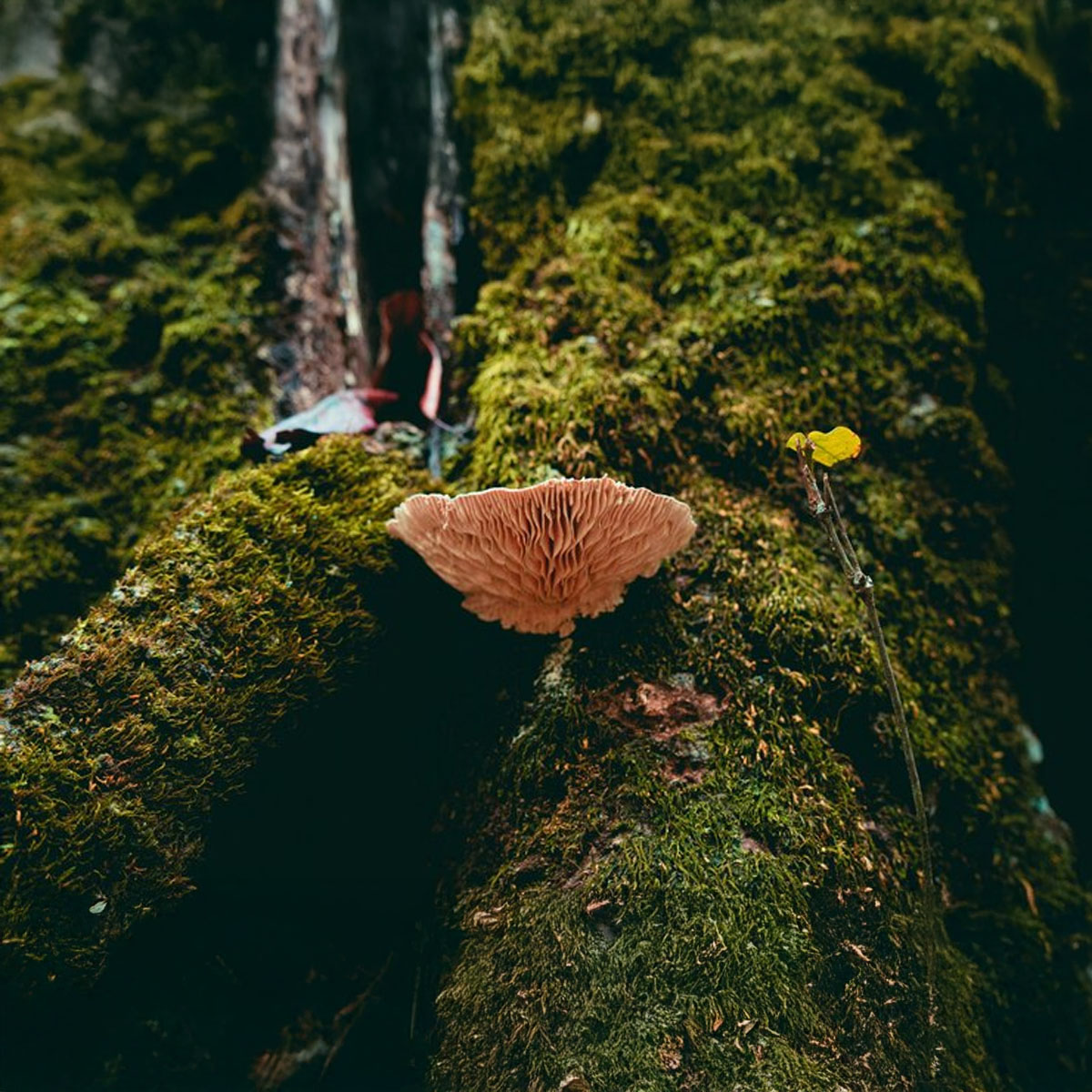 Lion's Mane, cognitive support, brain-boosting mushroom UK