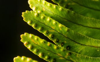 Plant Sterols Lower Cholesterol and Support Heart Health plant sterols, lower cholesterol, LDL reduction,