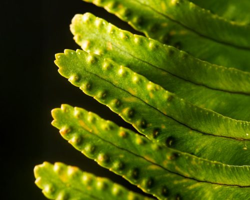 plant sterols, lower cholesterol, LDL reduction,